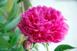 Peony