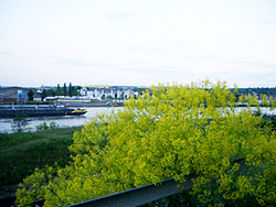 Rheinwaid